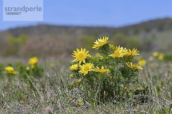 Adonisröschen (adonis)  Frühling  Frühlingsfasanenauge (Adonis vernalis)  gelbes Fasanenauge  blühende Nieswurz im Frühling  Österreich  Europa