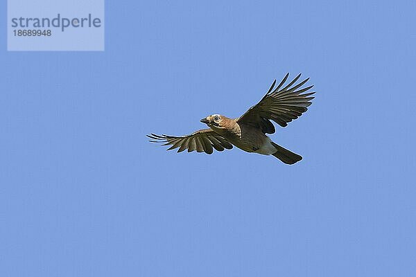 Eichelhäher (Garrulus glandarius)  Eichelhäher (Corvus glandarius) im Flug gegen blauen Himmel