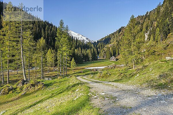 Almhütte mit Bäumen im Naturpark Riedingtal  schönes Wetter  Niedere Tauern  Zederhaus  Lungau  Salzburg