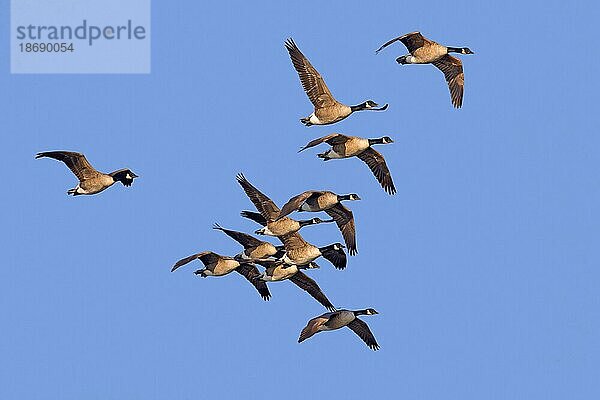 Schwarm Kanadagänse (Branta canadensis) im Flug vor blauem Himmel