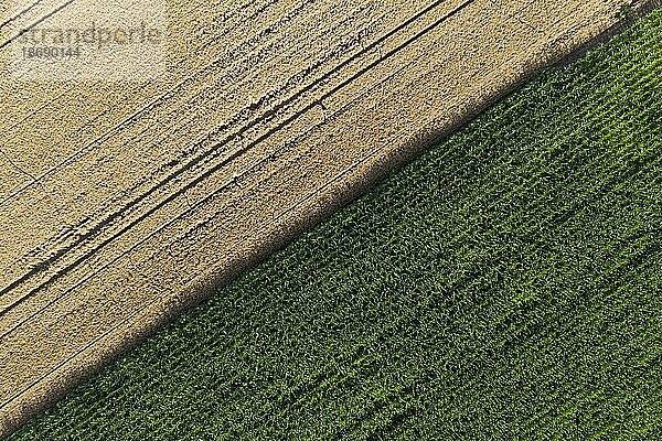 Luftaufnahme Weizen und Mais Felder in Markersdorf in Sachsen.  Königshain  Deutschland  Europa