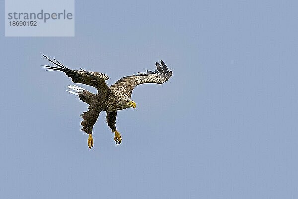 Seeadler (Haliaeetus albicilla)  Eurasischer Seeadler  wieder erwachsen im Flug und bei der Landung im Sommer