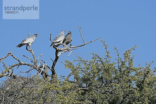 Blasser (Melierax canorus) singender Habicht  drei erwachsene Vögel sitzen auf einem Ast auf einem Baum  Kalahari Wüste  Kgalagadi Transfrontier Park  Nordkap  Südafrika