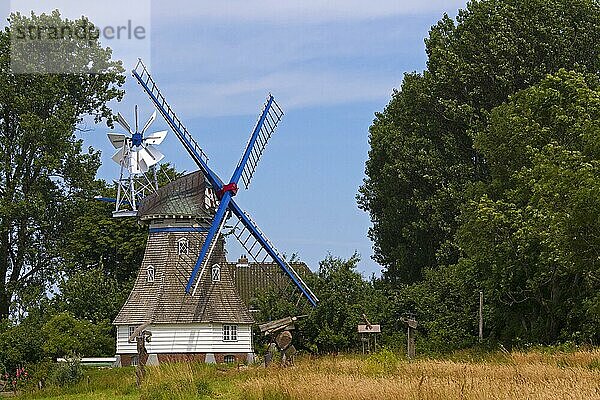 Traditionelle Windmühle in Neufeld  Dithmarschen  Schleswig Holstein  Deutschland  Europa