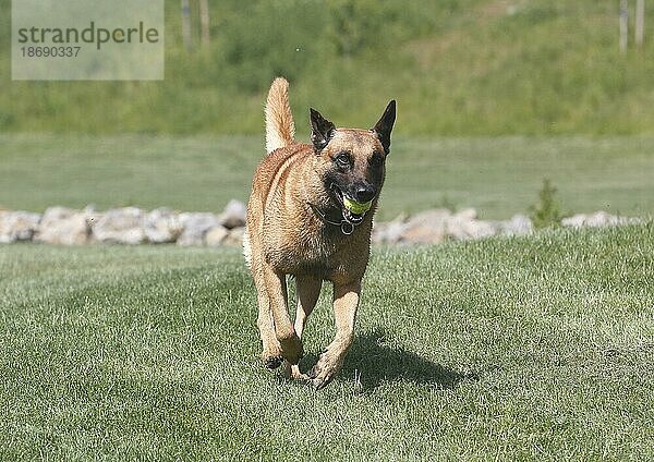 Malinois (Canis lupus familaris)  Rüde 9 Jahre  rennt über die Wiese mit Ball im Maul