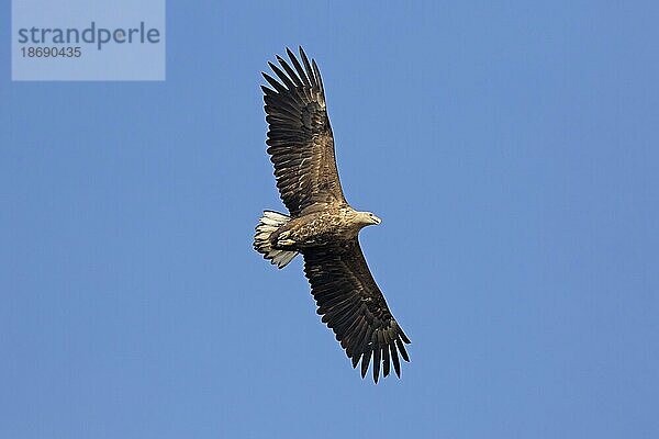 Seeadler (Haliaeetus albicilla)  Seeadler  Seeadler im Flug gegen den blauen Himmel