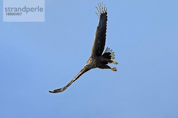 Seeadler (Haliaeetus albicilla)  Seeadler  Erne im Flug