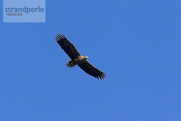 Seeadler (Haliaeetus albicilla)  Seeadler  Erne im Flug