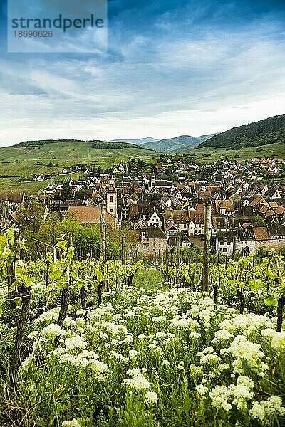 Mittelalterliches Dorf in den Weinbergen  Riquewihr  Grand Est  Haut-Rhin  Elsass  Frankreich  Europa