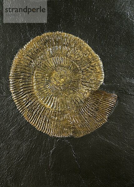 Dactylioceras  weit verbreitete Gattung der Ammoniten  Leitfossil aus der Unterjurazeit