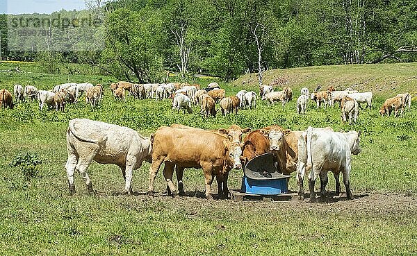 Rinder auf der Weide in Fyledalen  Gemeinde Tomelilla  Schonen  Schweden  Skandinavien  Europa