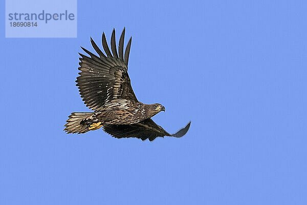 Seeadler (Haliaeetus albicilla)  Seeadler  neuer Jungvogel im Flug gegen blauen Himmel im Herbst