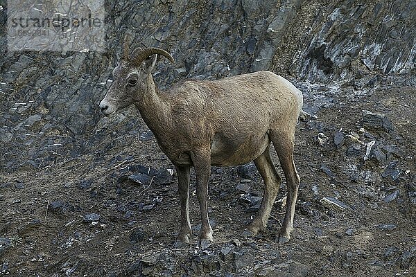 Dickhornschaf (Ovis canadensis) weiblich  Jasper National Park  Alberta  Kanada  Nordamerika