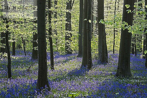 Blühende Glockenblumen (Endymion nonscriptus) in einem Buchenwald (Fagus sylvatica) im Frühling