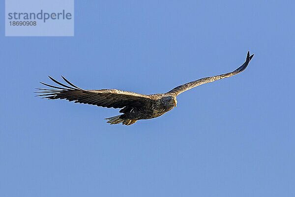 Seeadler (Haliaeetus albicilla)  Seeadler  Seeadler im Flug gegen den blauen Himmel