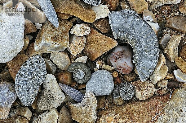 Fossilien wie fossile Wächter von Belemniten und Ammoniten am Kiesstrand in der Nähe von Lyme Regis an der Jurassic Coast  Dorset  Süd-England  UK
