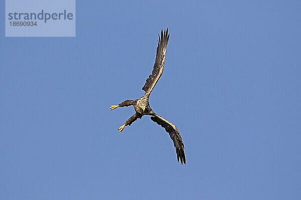 Seeadler (Haliaeetus albicilla)  Seeadler  erne im Flug tauchend gegen blauen Himmel (Sequenz 1 von 4)