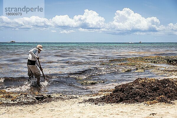 Mexikanischer Arbeiter beim Pflücken von Seegras (Sargassum) am Strand ein ökologisches Problem auf tropischen Inseln