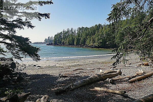 Menschenleerer mit Treibholz übersäter Strand  dichter Wald  Ucuelet  British Columbia  Pazifik  Kanada  Nordamerika