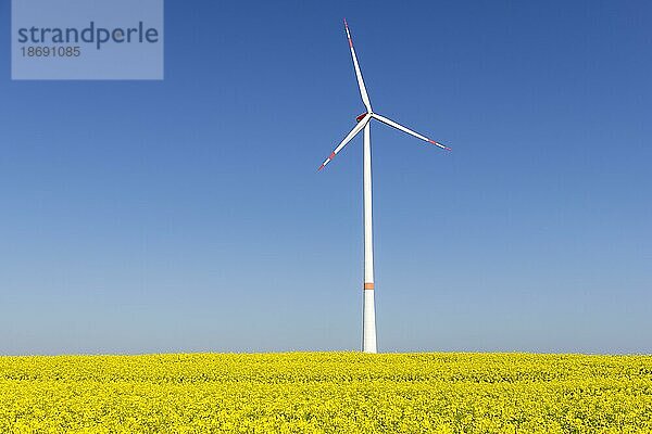 Symbolbild Windenergie  Energiewende  Windrad auf Rapsfeld  blauer Himmel  Schwäbische Alb  Baden-Württemberg