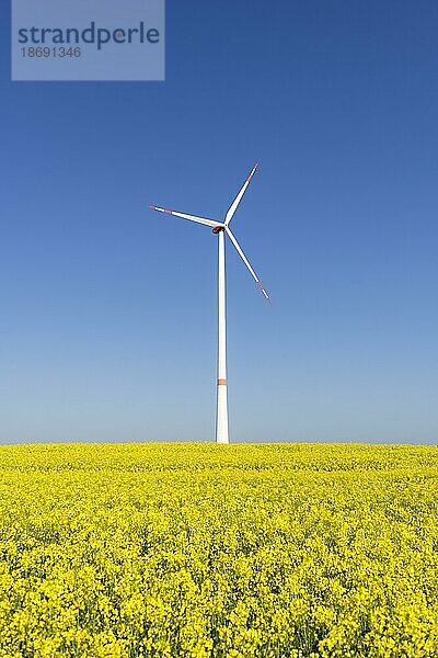 Symbolbild Windenergie  Energiewende  Windrad auf Rapsfeld  Windkraftanlage  blauer Himmel  Baden-Württemberg  Deutschland  Europa