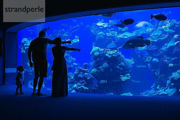 Silhouette von Eltern  die der kleinen Tochter Fische in einem Aquarium zeigen