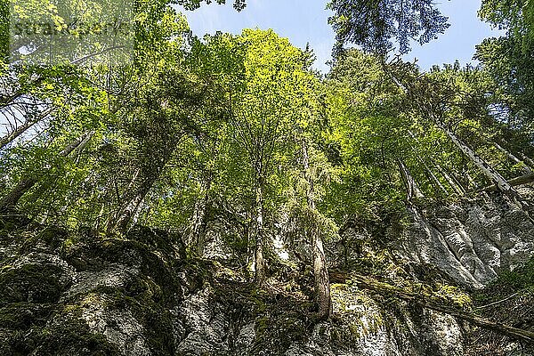 Der Wald am Wanderweg rund um den Stausee Lac des Moron zwischen der Schweiz und Frankreich