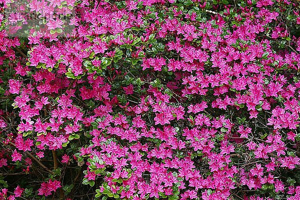 Rhododendron (Rhododendron) auch Azalee  Zwergstrauch mit Blüten  Hamburg  Deutschland  Europa