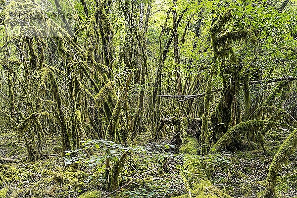 Wald voller Moos bei Chenecey-Buillon  Bourgogne-Franche-Comté  Frankreich  Europa