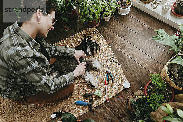 Lächelnde Frau kämmt die Haare eines Schnauzer-Hundes  der zu Hause auf dem Teppich liegt