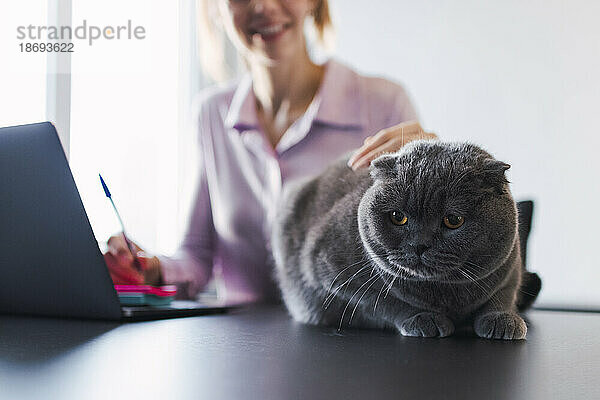 Geschäftsfrau streichelt Katze  die am Schreibtisch sitzt