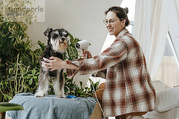 Glückliche Frau föhnt Schnauzer-Hund mit Trockner zu Hause