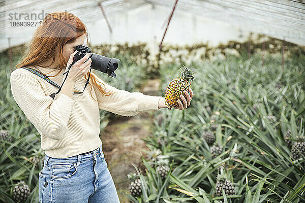 Frau fotografiert Ananas mit Digitalkamera im Gewächshaus