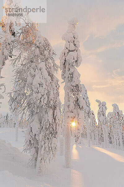 Tall frozen trees in snowy landscape