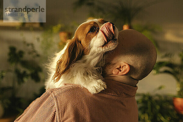 Mann mit Glatze trägt zu Hause Hund auf der Schulter