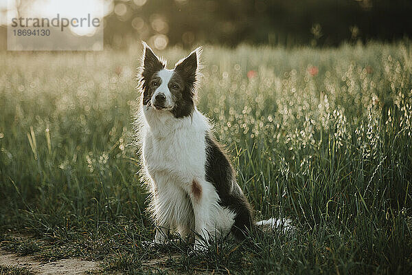 Border-Collie-Hund sitzt bei Sonnenuntergang im Feld