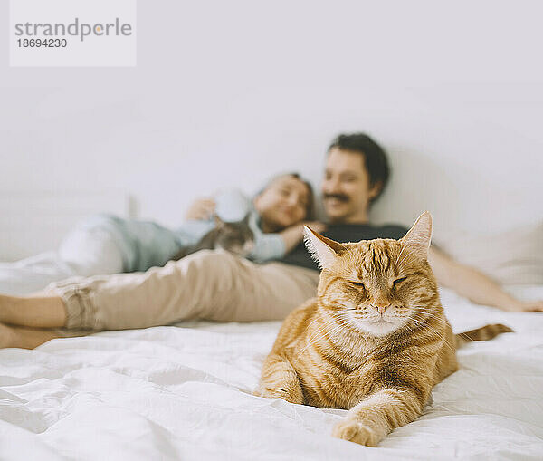 Cat sitting on bed with couple in background