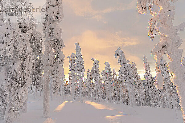 Schneebedeckte Landschaft mit Bäumen unter dem Himmel