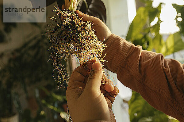 Die Hände des Mannes entfernen abgestorbene Pflanzenwurzeln zu Hause