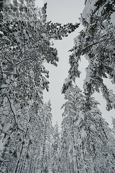 Malerische Aussicht auf schneebedeckte Bäume unter dem Himmel