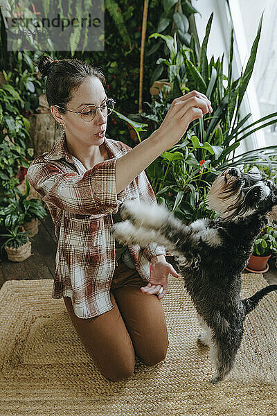 Frau trainiert Schnauzer-Hund  der zu Hause auf einem Teppich kniet