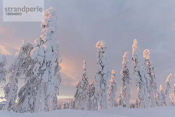 Hohe schneebedeckte Bäume unter dem Himmel
