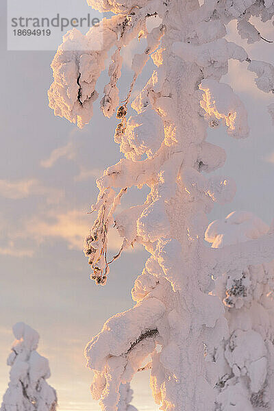 Frozen branches of tree with snow