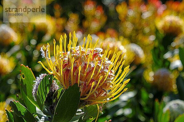 Kopf einer dekorativen Nadelkissenblume (Leucospermum cordifolium)