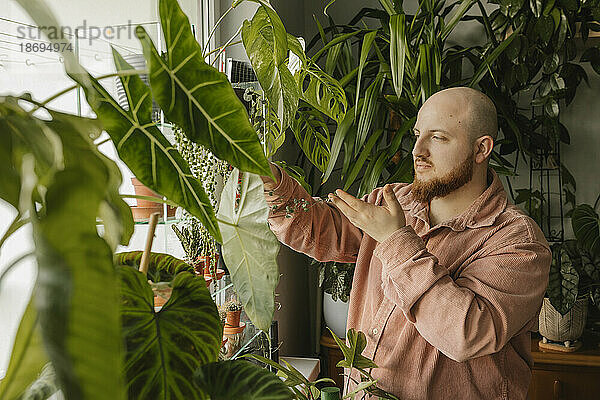 Mann kümmert sich zu Hause um Pflanzen