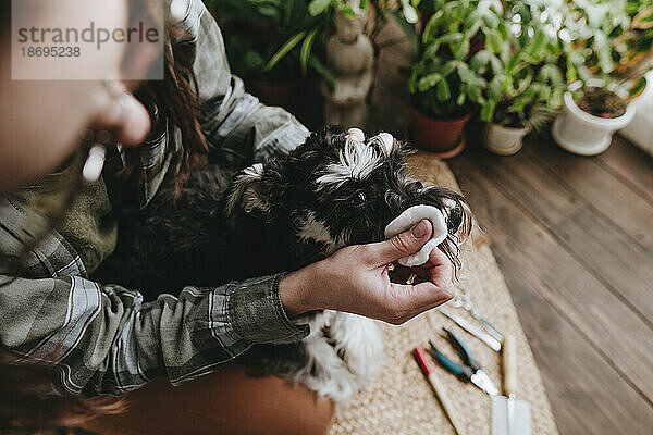 Woman cleaning eyes of Schnauzer dog with cotton pad at home