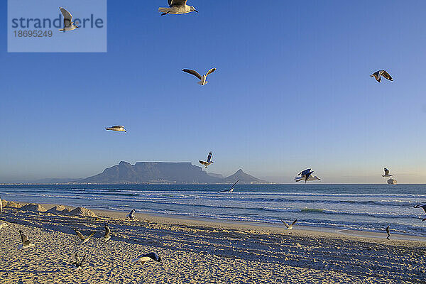 Südafrika  Provinz Westkap  Möwenschwarm fliegt über Sandstrand mit dem Tafelberg im Hintergrund