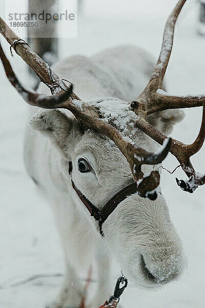 Reindeer on snow-covered field