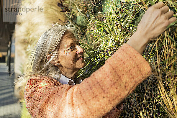Lächelnde Frau  die Pflanzen an einem sonnigen Tag bewundert