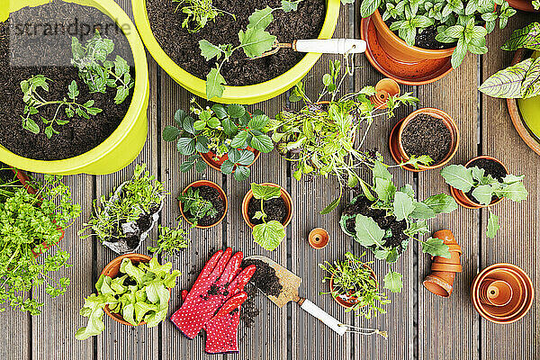 Planting of various herbs and vegetables in balcony garden